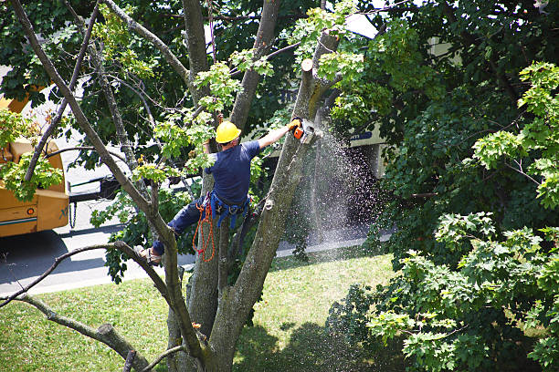 How Our Tree Care Process Works  in  Watertown, SD