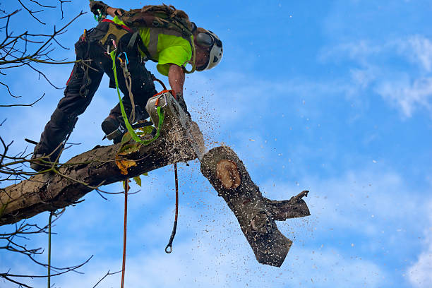 Best Utility Line Clearance  in Watertown, SD